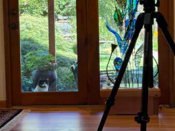 Client cat supervising job site